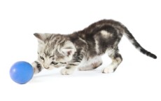 Kitten with ball